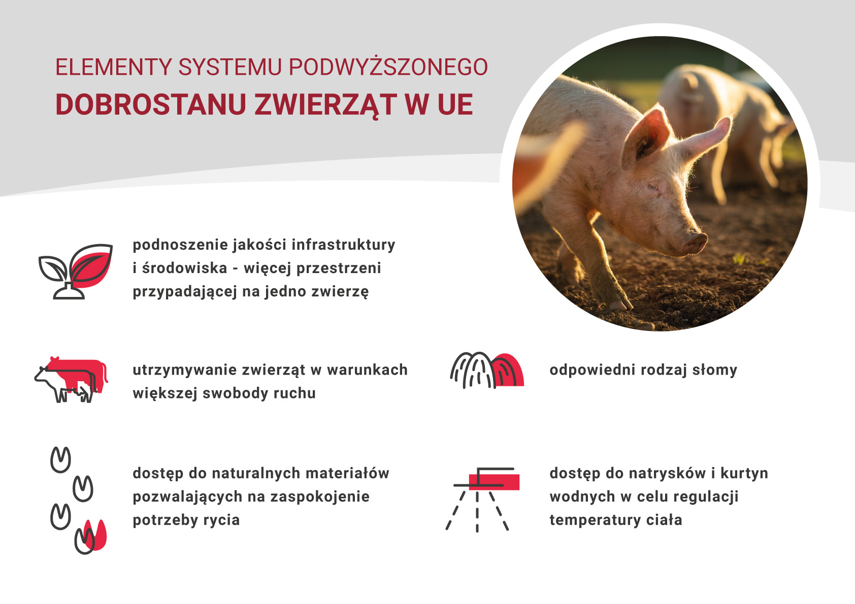 Systemy podwyższonego dobrostanu zwierząt  – wysokie standardy produkcji wieprzowiny w Unii Europejskiej