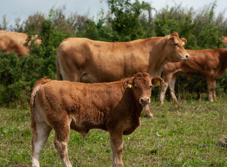 Sustainable meat production – the potential of European genetics