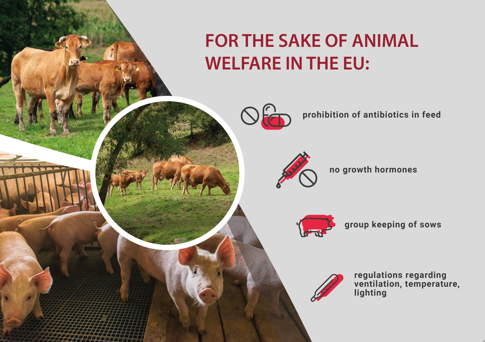 Animal welfare in the European Union – 40 years of history, hundreds of years of tradition