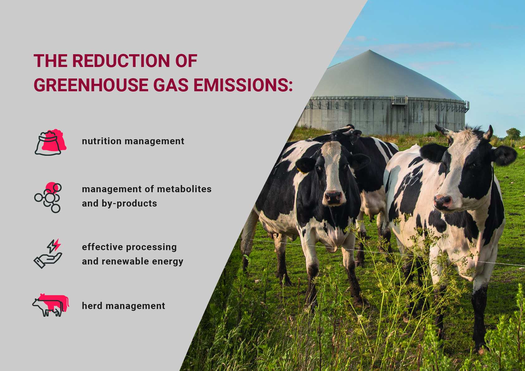 European meat production – effective practices for the reduction of greenhouse gases